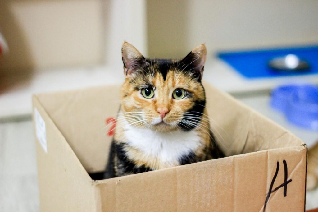 juiste kattenbak voor jouw kat