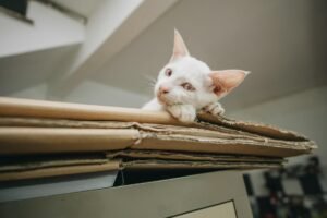 kattenbak training tips voor jouw kitten