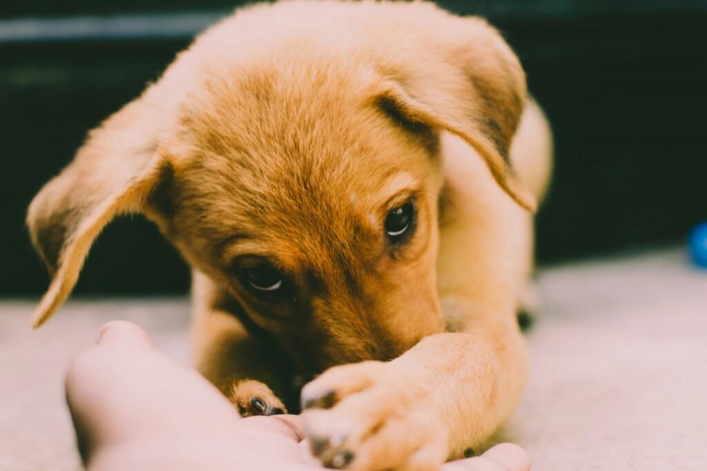 beste voeding voor puppies